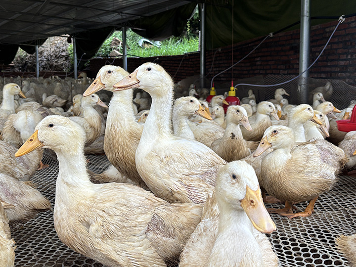 白條肉鴨 （王洪婭攝）