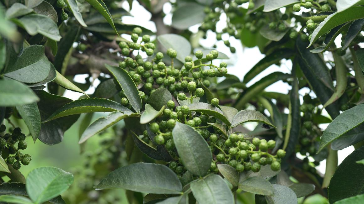 長勢喜人的花椒。