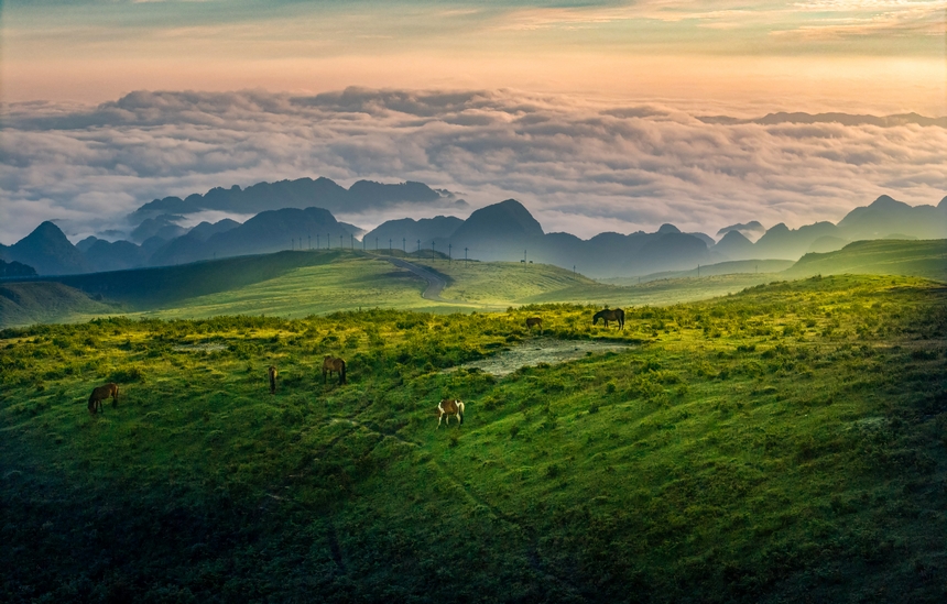 7月6日，牧群在貴州省畢節市赫章縣阿西里西大草原覓食。廖恩來攝