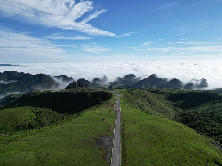 7月6日，牧群在貴州省畢節市赫章縣阿西里西大草原覓食。尹生浪攝