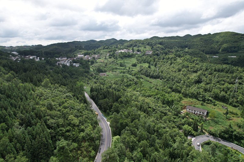 七星關區白馬山7萬余畝的國有林場內森林茂密。