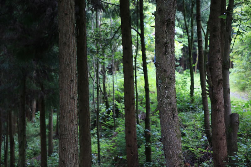 七星關區白馬山國有林場樹木長勢茂盛。
