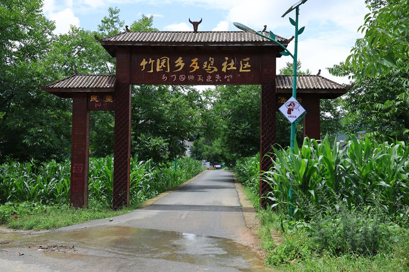 七星關(guān)區(qū)竹園鄉(xiāng)歹雞村道路干凈整潔。