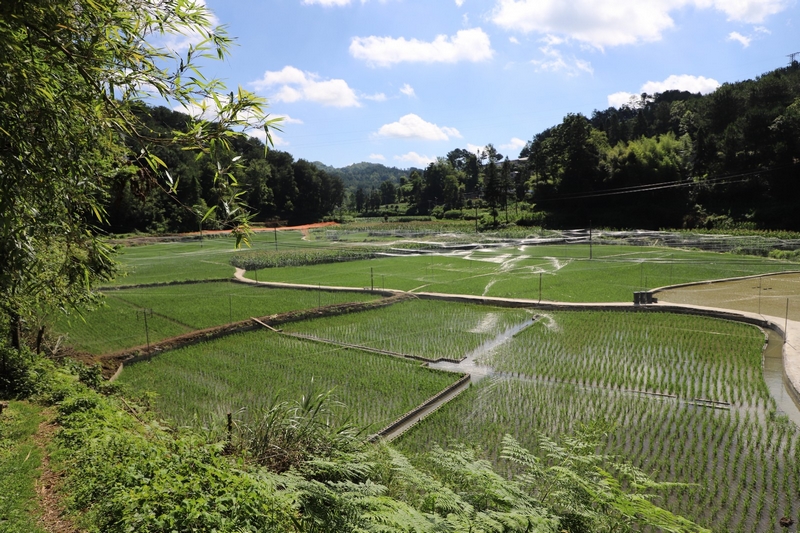巖鷹山村稻田一角。