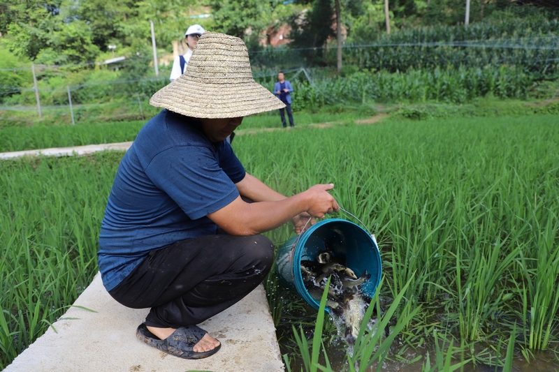村民將鯉魚倒入稻田。