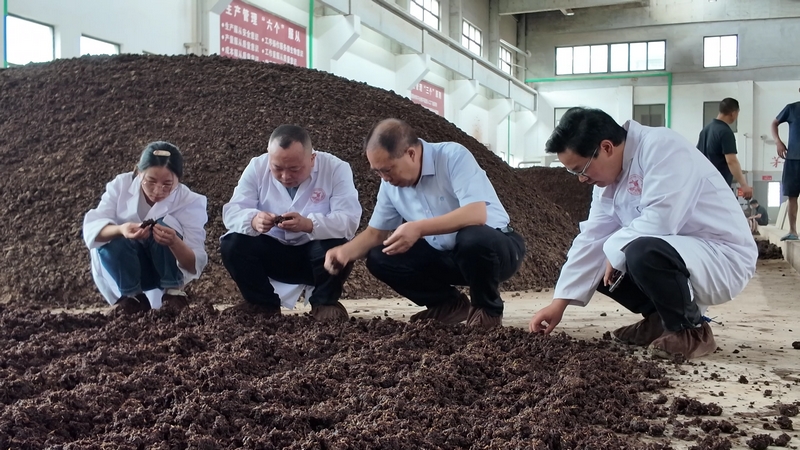 醬科所工作人員到酒企查看制酒。