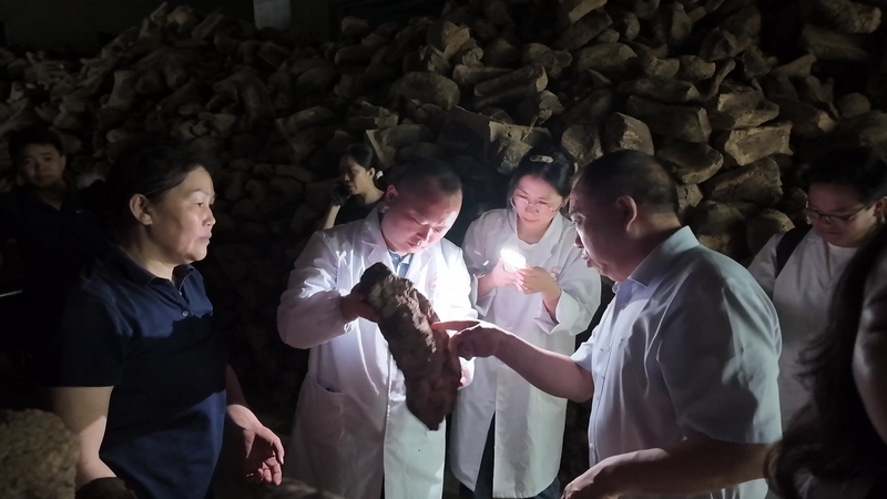 醬科所工作人員到酒企查看制曲。