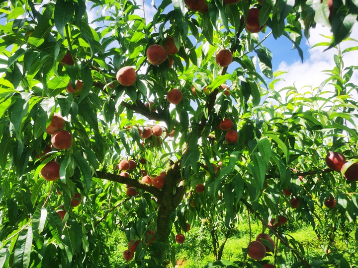 赫章縣達依鄉蜜桃飄香 唐興堯攝.jpg