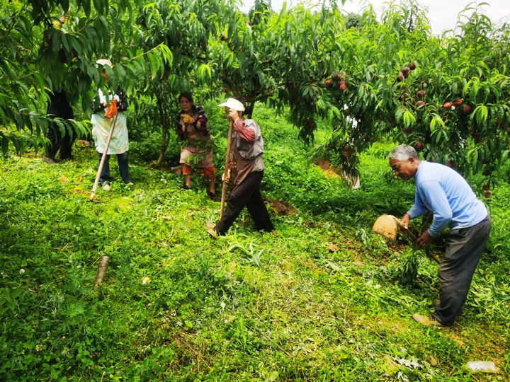 赫章縣達(dá)依鄉(xiāng)蜜桃基地工人在管護(hù)桃林。唐興堯攝.jpg