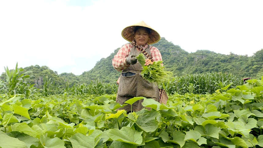 圖為村民正在掐采佛手瓜尖。