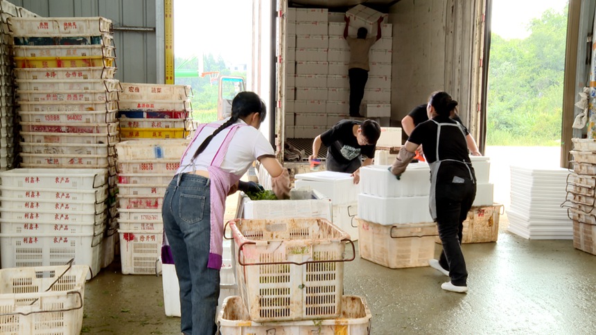 3 圖為冷鏈物流中心里,工人們正圍著剛運到的佛手瓜尖進行分揀、裝箱和搬運