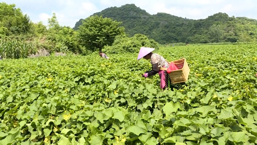 圖為村民正在掐采瓜尖。