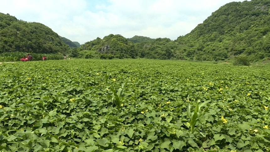 圖為長勢茂密的佛手瓜尖。