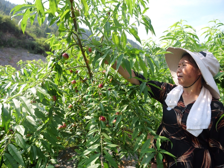 松桃普覺鎮(zhèn)：累累碩果掛枝頭 果香四溢富鄉(xiāng)親。