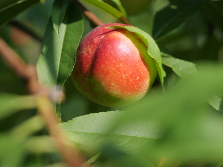 松桃普覺鎮(zhèn)：累累碩果掛枝頭 果香四溢富鄉(xiāng)親。