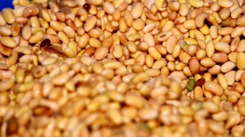 制作六廣臭豆腐的本地小黃豆泡發后顆粒飽滿、色澤鮮亮。