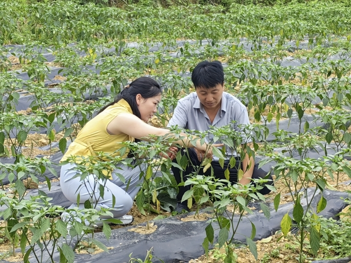 石阡縣花橋鎮農技干部梁世玉正在指導種植大戶魯廷林開展辣椒管護。.jpg