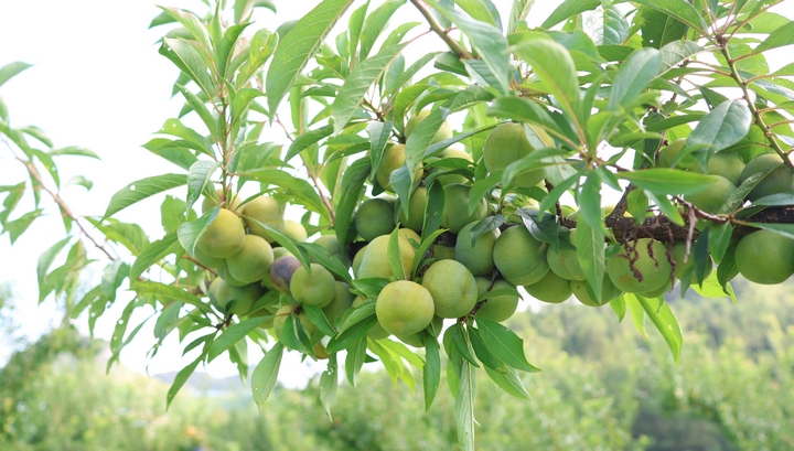 新鮮上市!貴州省獨山縣鳳汝村2200畝清脆李喜迎豐收。