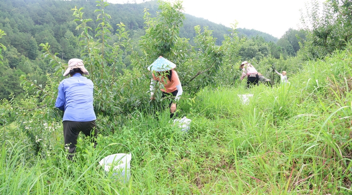 新鮮上市!貴州省獨山縣鳳汝村2200畝清脆李喜迎豐收。
