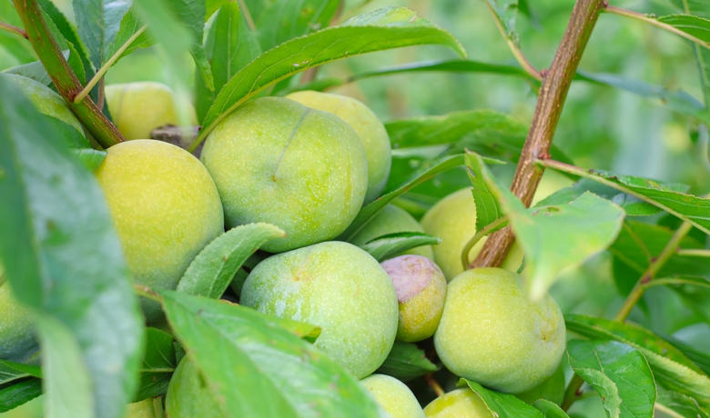 新鮮上市！貴州省獨山縣鳳汝村2200畝清脆李喜迎豐收