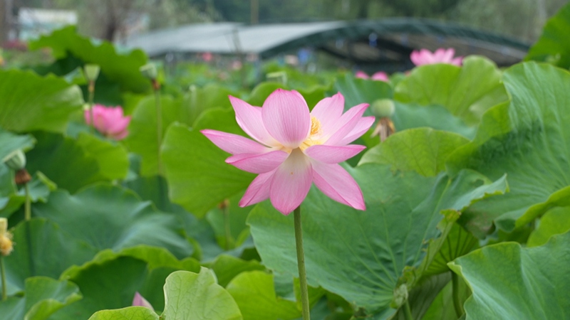 十里荷廊荷花綻放。