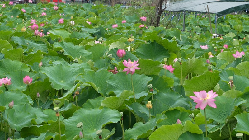 十里荷廊荷花綻放。