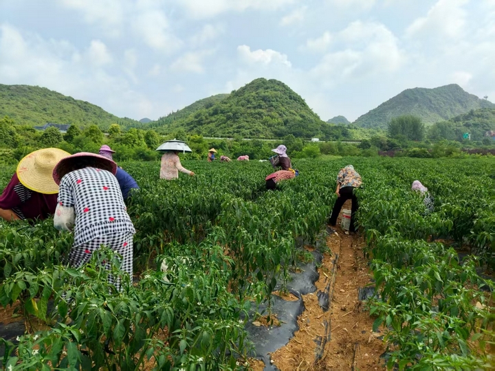 村民們在采摘小山椒。