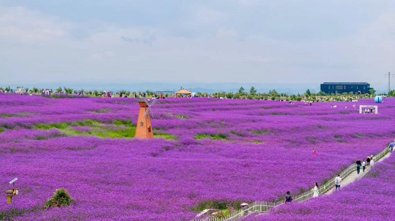 石門錦繡田園花海。