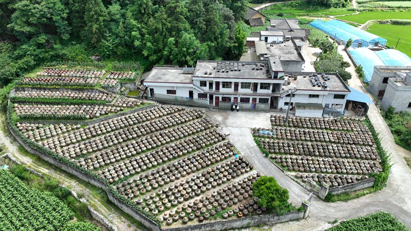 在溫邦賢的醋園里,密密麻麻的醋缸整齊排列,在陽(yáng)光下靜靜發(fā)酵。