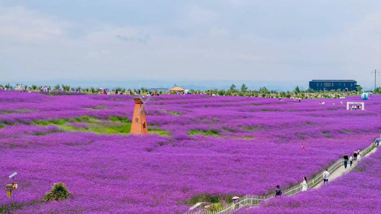 石門錦繡田園花海。貴陽花溪旅游文化開發有限公司供圖