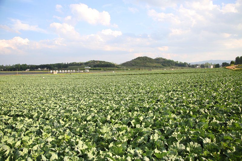 草海鎮卯關村長勢良好的蔬菜基地一角。
