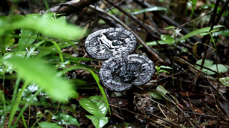 靈芝長勢良好。