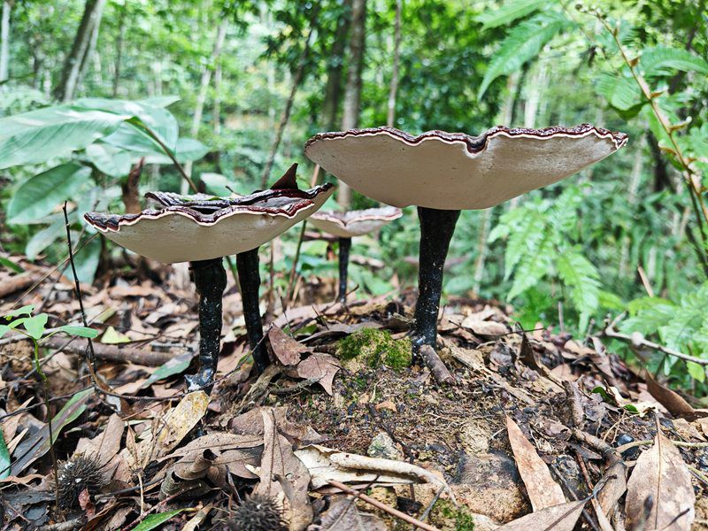 靈芝長勢良好。