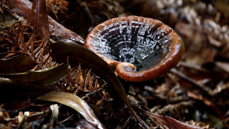 靈芝長勢良好。