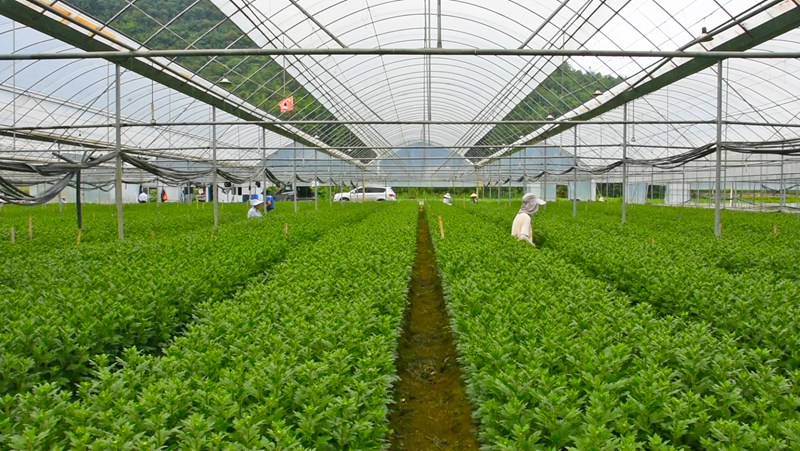 菊花種植基地。