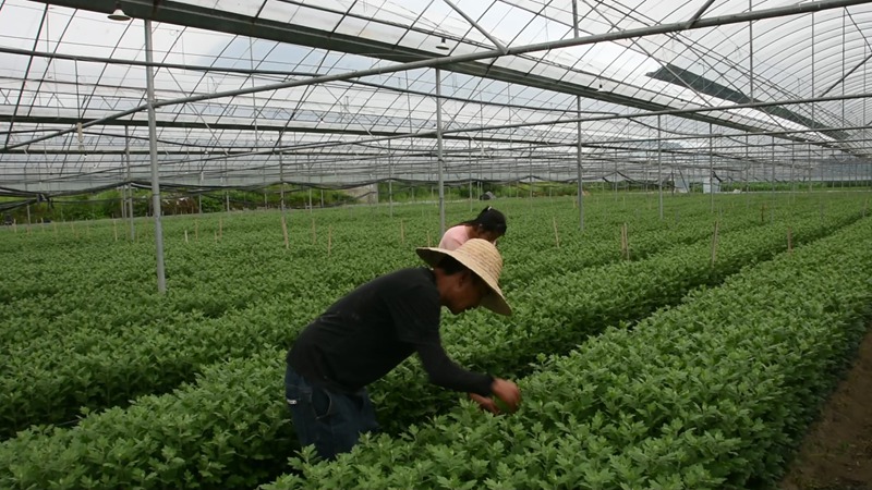 菊花種植基地。