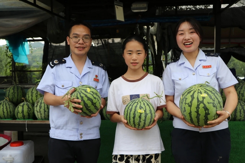 引導合規經營 助力麒麟瓜產業年產值破千萬。