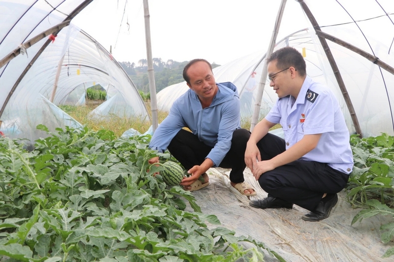 引導合規經營 助力麒麟瓜產業年產值破千萬。