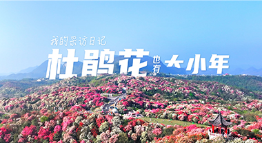 杜鵑花也有大小年