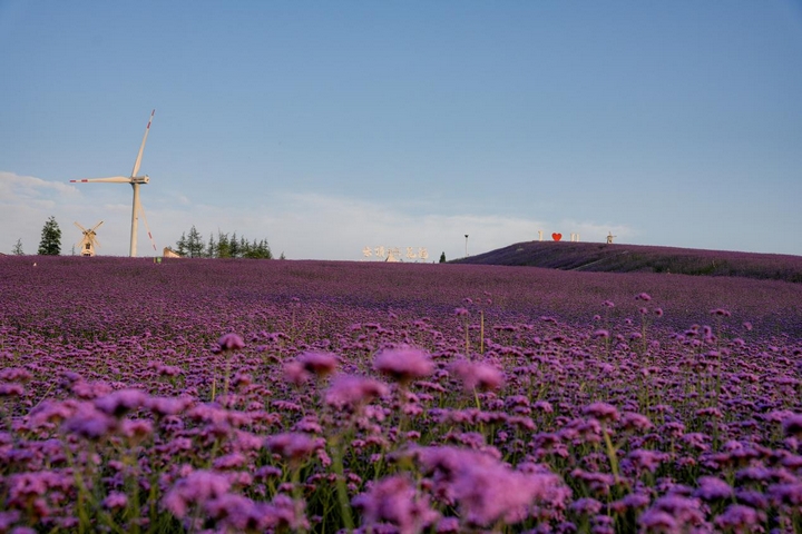云頂花海馬鞭草全景。