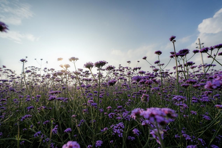 云頂花海夏日清涼氛圍。