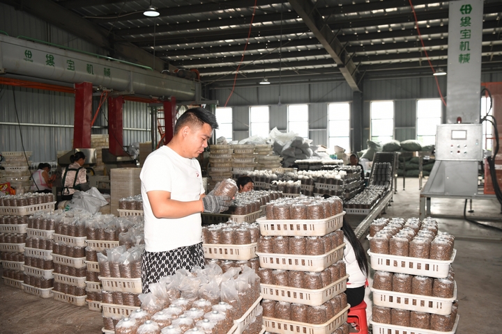 黔赫堂菌業負責人檢查菌棒生產情況。閔罡  攝.jpg