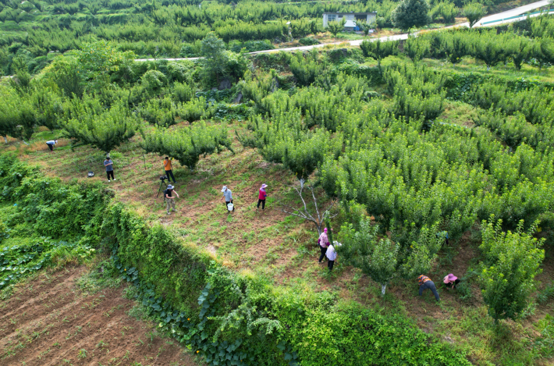 黃金村村民在管護生姜。