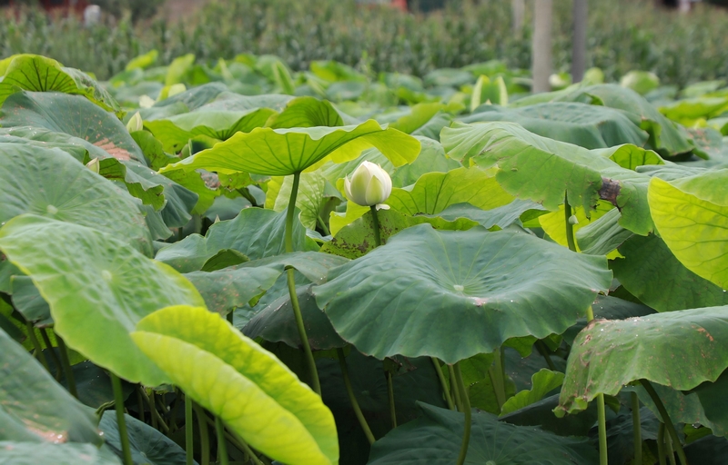 含苞待放的花骨朵。