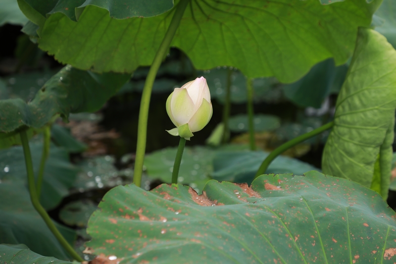 小荷才露尖尖角。