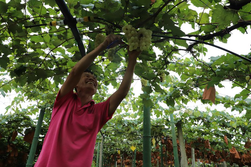 群眾喜豐收。