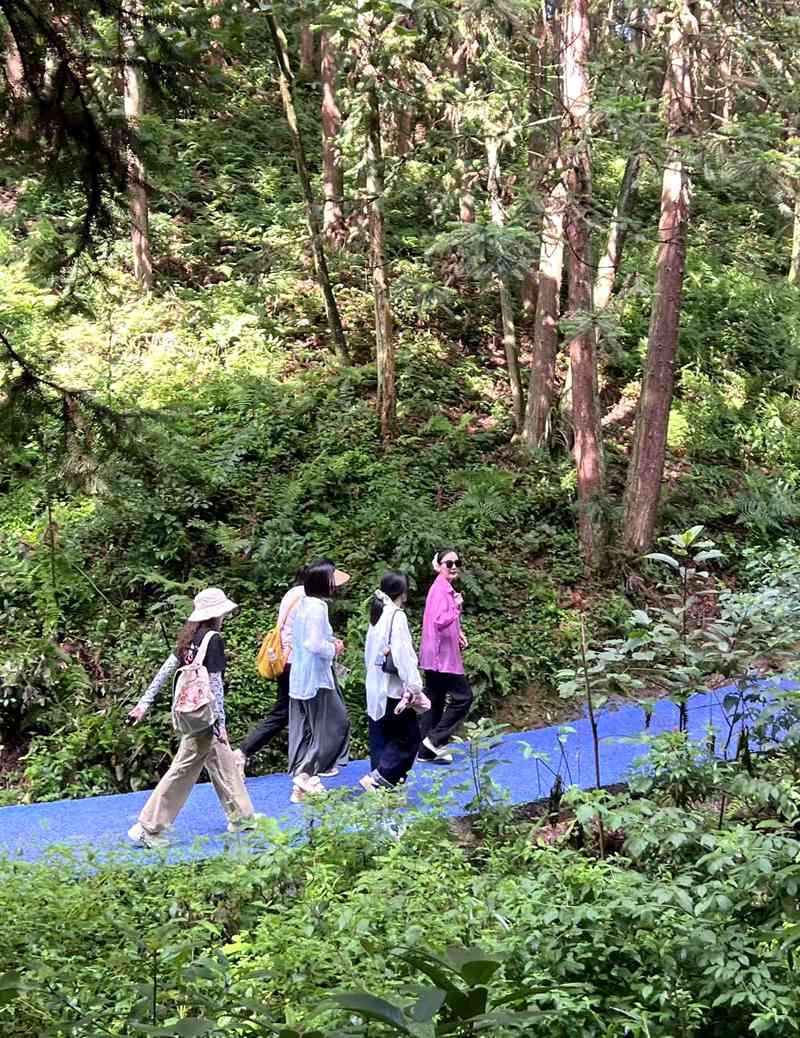 金蘭鳳凰景區內，游客在森林里漫步。任思宇攝