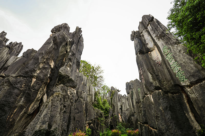 雄奇壯觀的石林美景。石林風景名勝區管理局供圖
