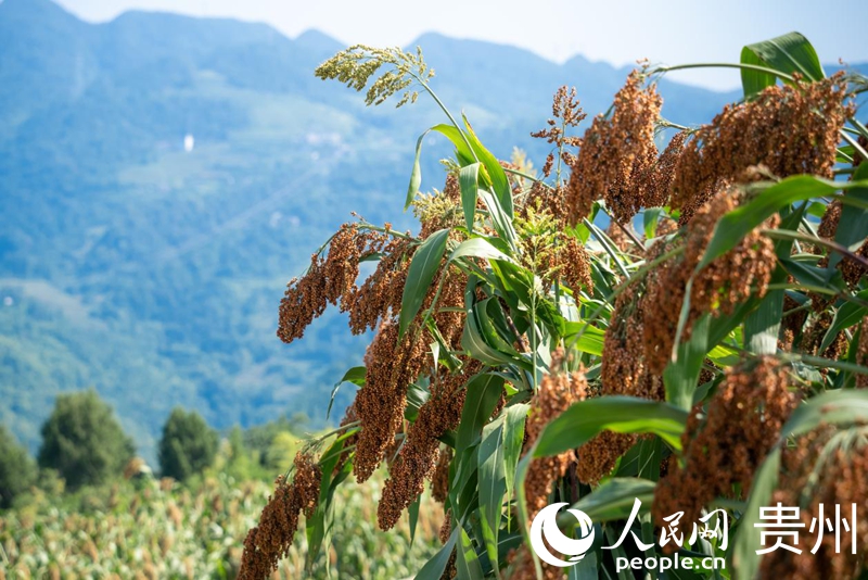 仁懷市長崗鎮茅坡村,沉甸甸的高粱穗飽滿欲墜。人民網記者 涂敏攝