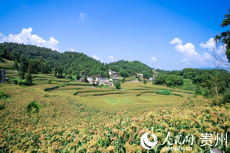 仁懷市長崗鎮茅坡村,成片的高粱鋪展到田野盡頭。人民網記者 涂敏攝